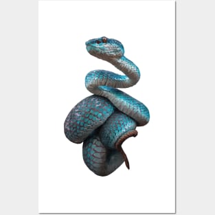 White-lipped island pit viper Posters and Art